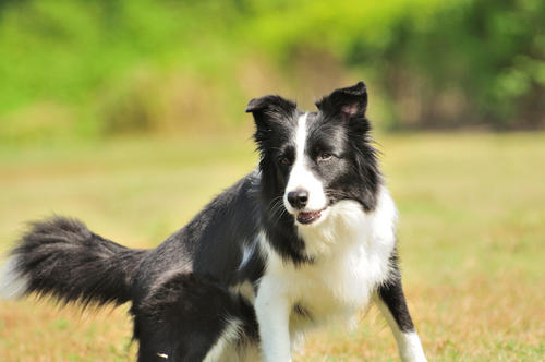 怎么能让边境牧羊犬心甘情愿的刷牙？(图1)