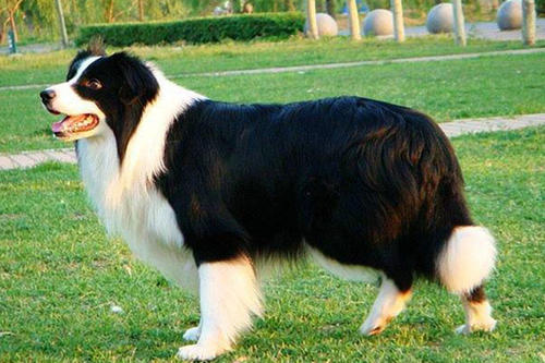 边境牧羊犬多大的时候可以吃肉？(图1)
