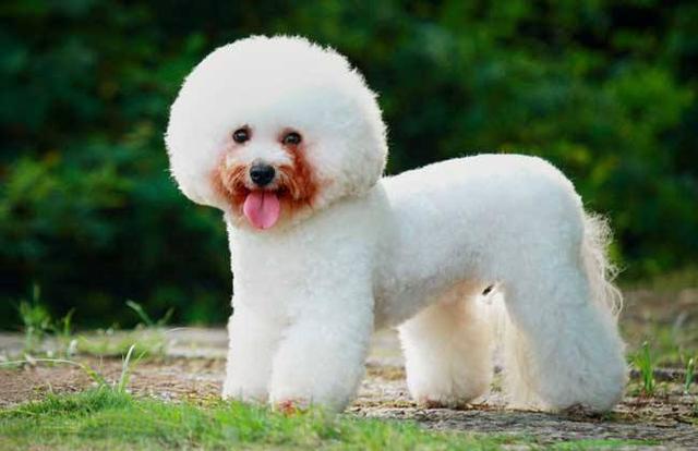 纯种比熊犬和串串比熊犬，谁更好养？(图1)