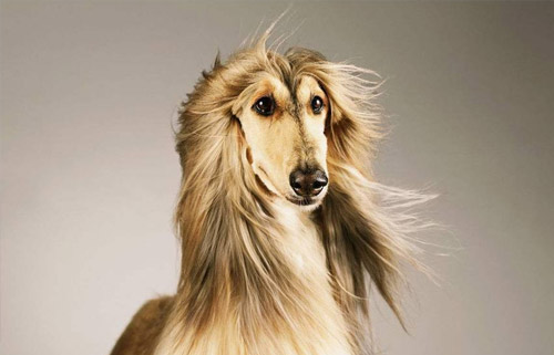 阿富汗猎犬特点 宠物中的各种排名