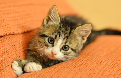 一般情况猫咪能陪我们多久？铲屎官需要注意哪些问题？