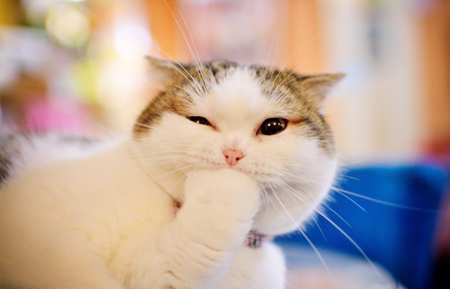 一般情况猫咪能陪我们多久？铲屎官需要注意哪些问题？