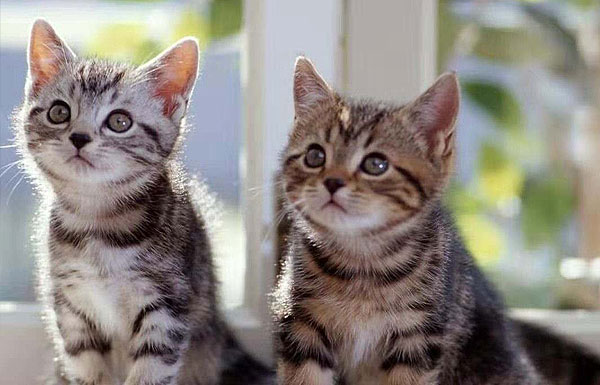 宠物猫品种有哪些？