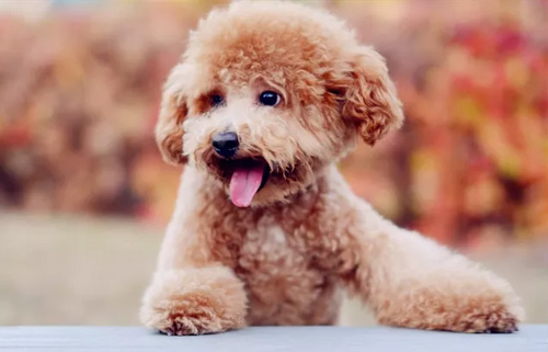 贵宾犬毛发修剪方法