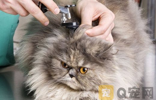 护理猫咪的毛皮有什么好处？