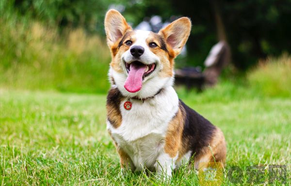 柯基犬为什么要断尾？