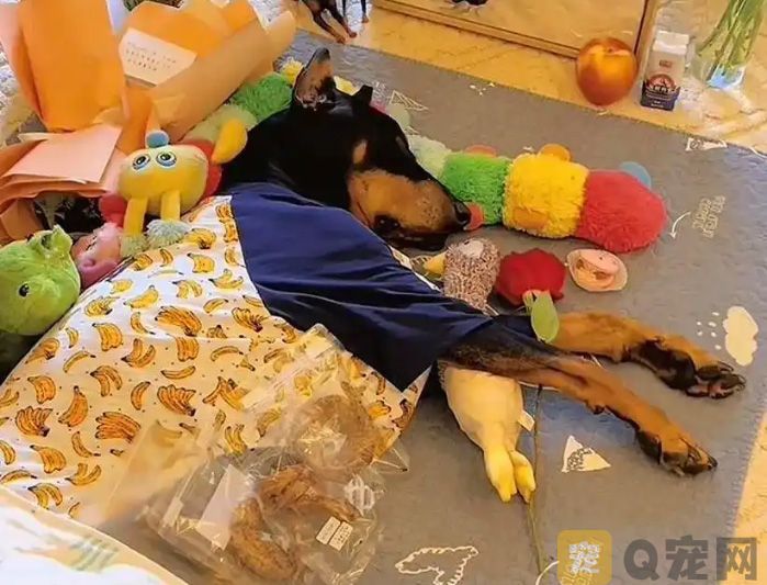 女子花16万元"复活"爱犬，是爱的延续还是伦理越界？