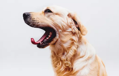 细小、犬瘟、是如何得来的？(图1)