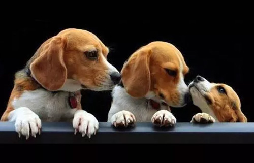 训犬师：6个技巧，让你的狗狗停止吠叫