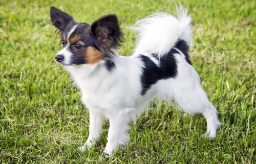 教你五招训练好蝴蝶犬，记住了！