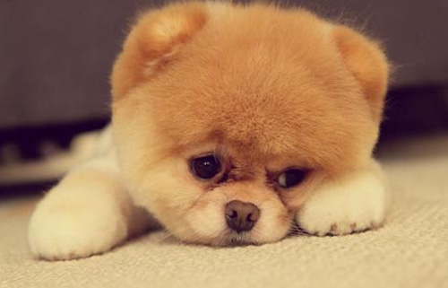 博美犬爱叫怎么训练？