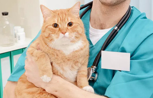小Q告诉你猫猫打针的疫苗顺序时间？