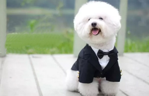 训练比熊犬的时候有哪些注意事项？