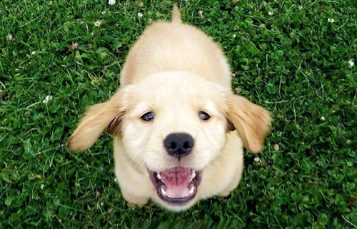 金毛幼犬拆家怎么办？