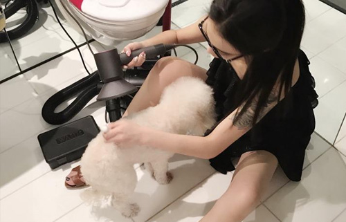 狗狗洗完澡后怎么给它吹风？