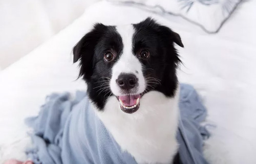 狗狗吸入式麻醉安全吗？狗狗呼吸麻醉安全吗？