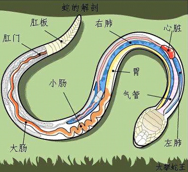 宠物蛇吐食到底是怎么造成的？