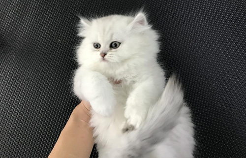猫咪母猫多大可以做绝育？