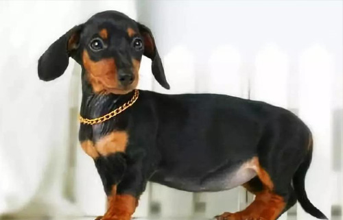 腊肠犬好养吗，需要注意什么？