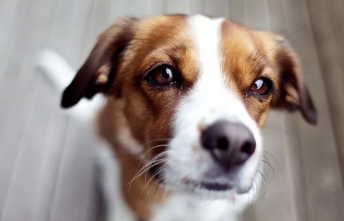 犬前列腺肥大原因|诊断|预防及治疗方法