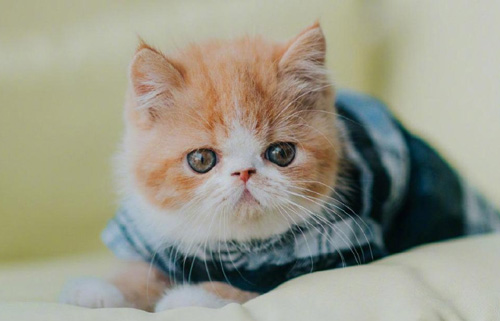 猫咪肚子为什么会发出呜呜声？