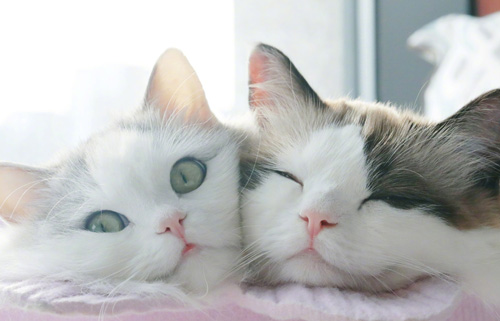 猫主须知小猫为何会不吃饭？