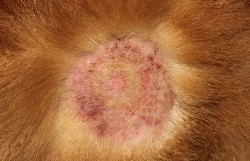 犬皮肤瘙痒症有哪些症状表现？