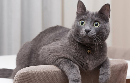 一般情况猫咪能陪我们多久？铲屎官需要注意哪些问题？
