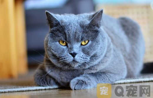 夏特尔猫和英短猫的区别