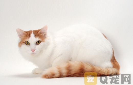 土耳其梵猫为什么粘人？