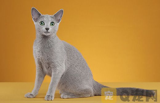 纯种俄罗斯蓝猫的价格要多少钱？(图1)
