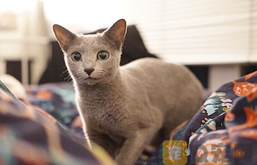 俄罗斯蓝猫多少钱一只？