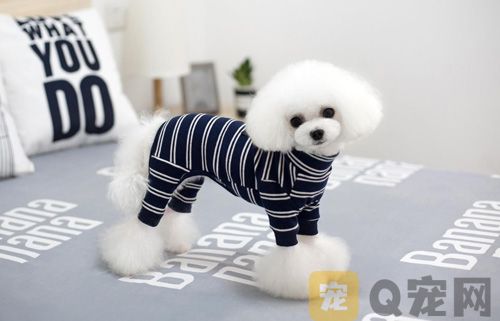茶杯犬一定是泰迪吗？