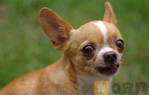茶杯犬一定是泰迪吗？