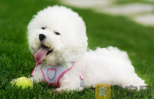 人们为什么喜欢茶杯犬？