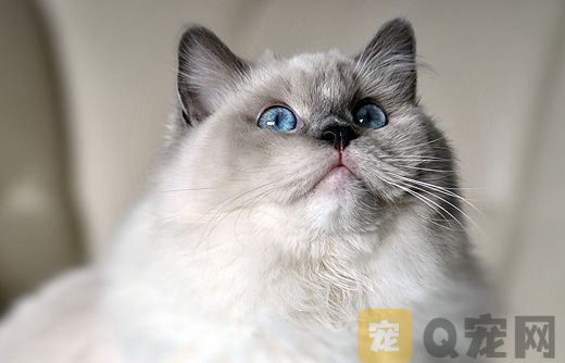 布偶猫价格多少钱一只？