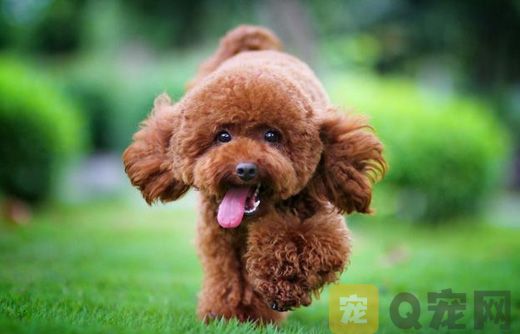 玩具贵宾犬价格多少钱 ？
