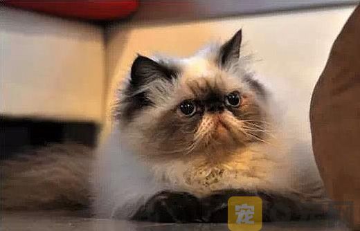 喜马拉雅猫图片大全