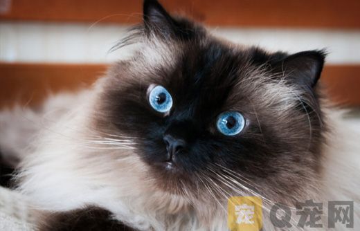 喜马拉雅猫图片大全