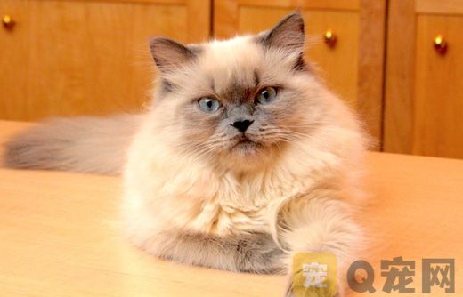 喜马拉雅猫图片大全