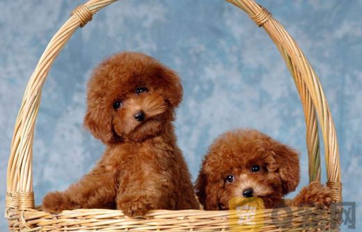 淘宝茶杯犬50元，100元，200元全是假的