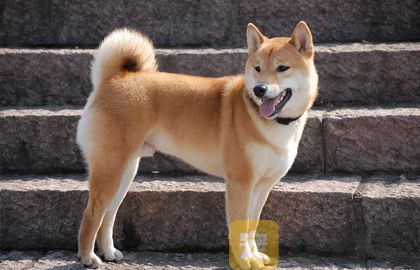 土狗怎么训练坐和卧？