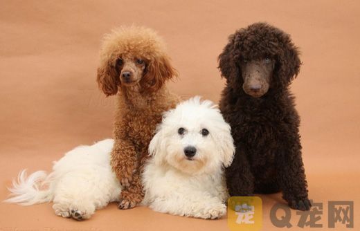 贵宾犬如何驱虫？