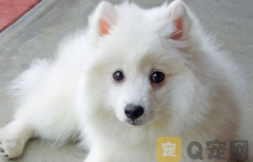 狗狗便秘怎么办 狗狗便秘会有什么症状(图1)