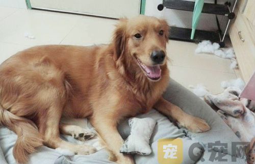 我家小狗骨折了怎么办？该如何处理