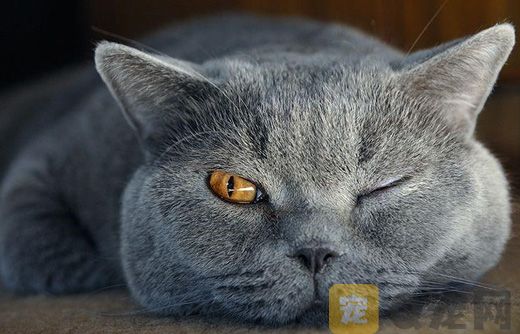 猫吃肉吗？