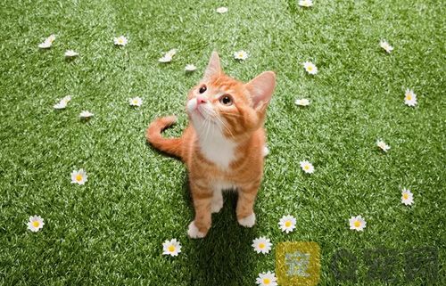 为什么会给猫咪断尾？