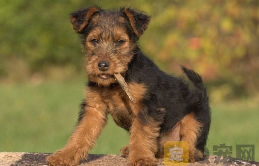 威尔士梗犬怎么喂养？威尔士梗犬饲养(图1)