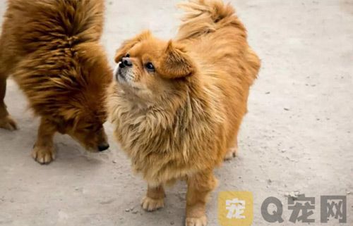 什么是星期狗？