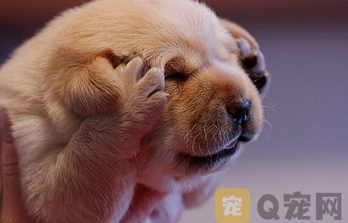 你们知不知道有哪些食物狗狗不能吃？